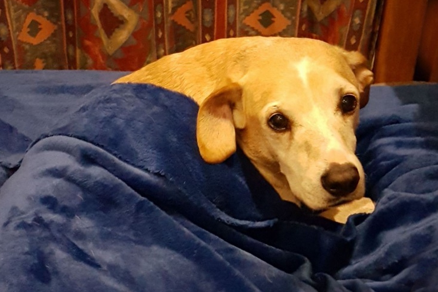 Energy Healing for Animals