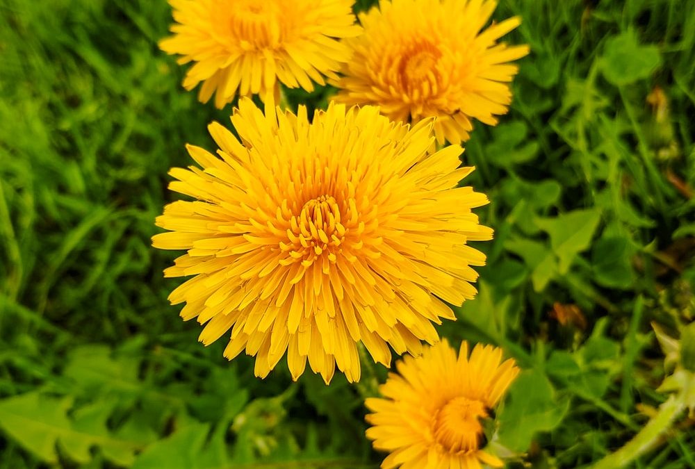 Avoiding herbicides and pesticides around home