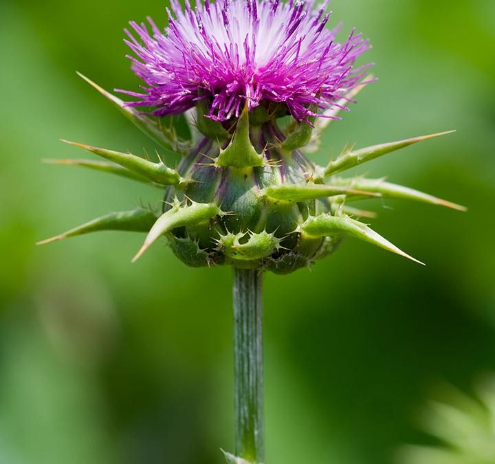 Milk Thistle